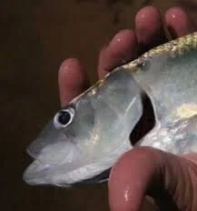 ISC Fellow John Waldman Featured on The Times’ Award-Winning Dot Earth Environmental Blog