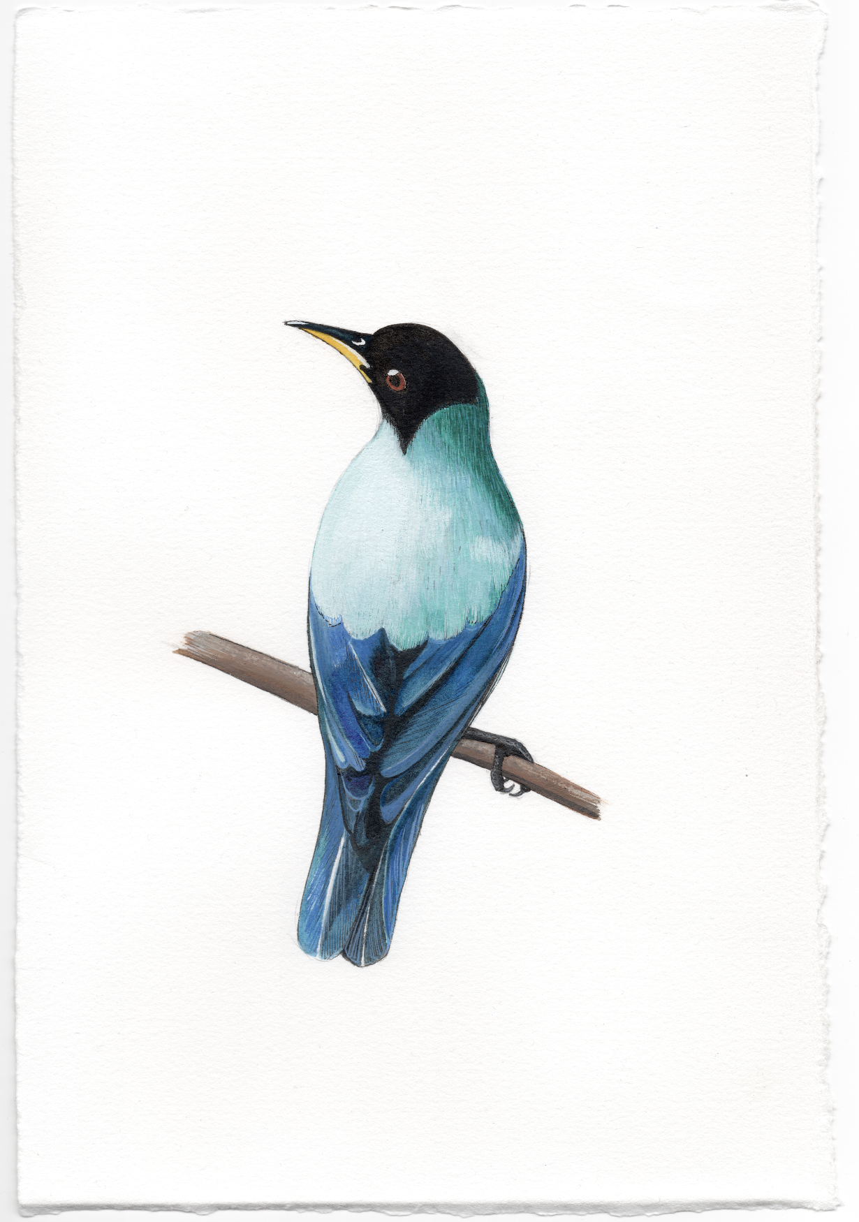 watercolor-bird-emcm.png