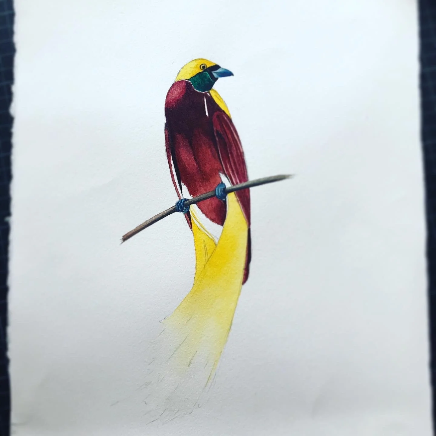 bali-bird-of-paradise3.JPG