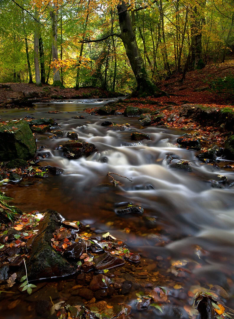 Ellerbeck Autumn Flow