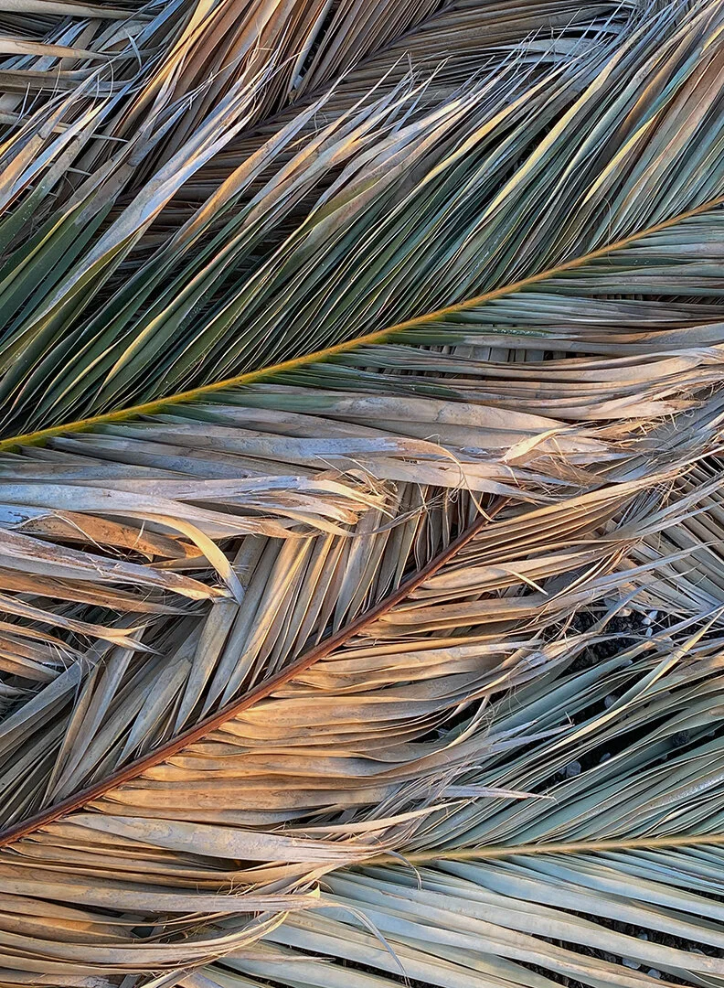 Interlocking Fronds Lanzarote