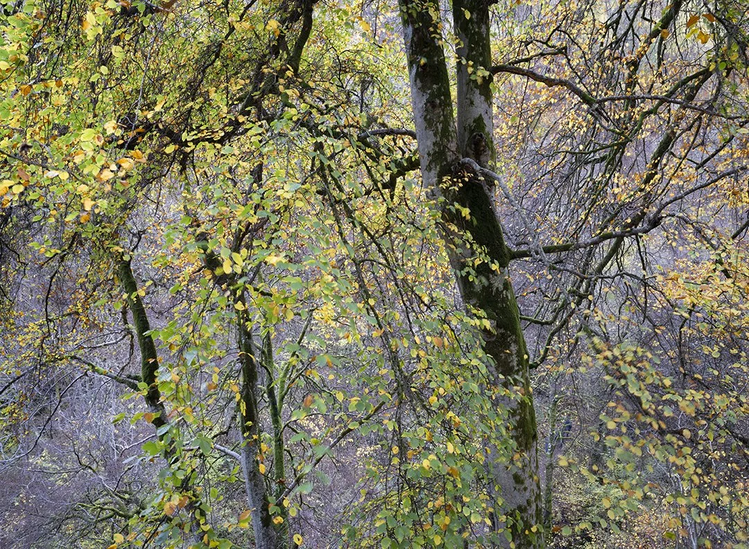 Pastels And Light In Aberfeldy, Perthshire