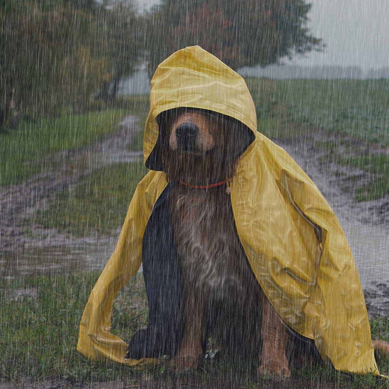 Add-Rain-effect-with-Photoshop---After.jpg