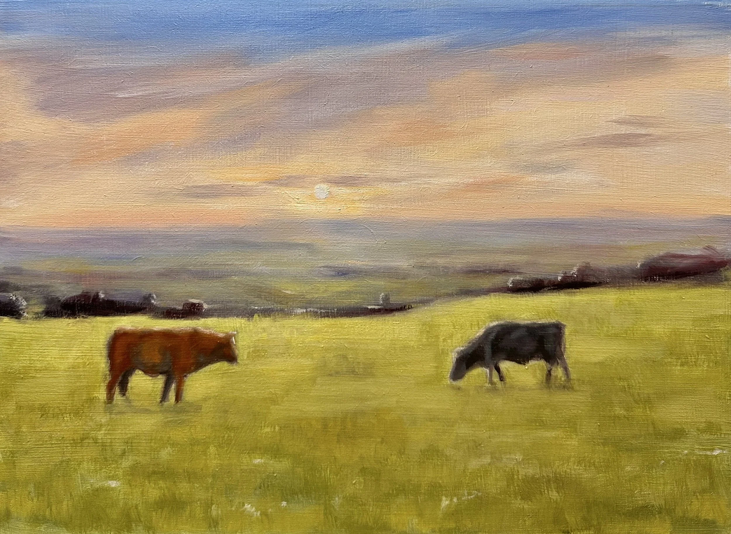 Hampshire Cows £250