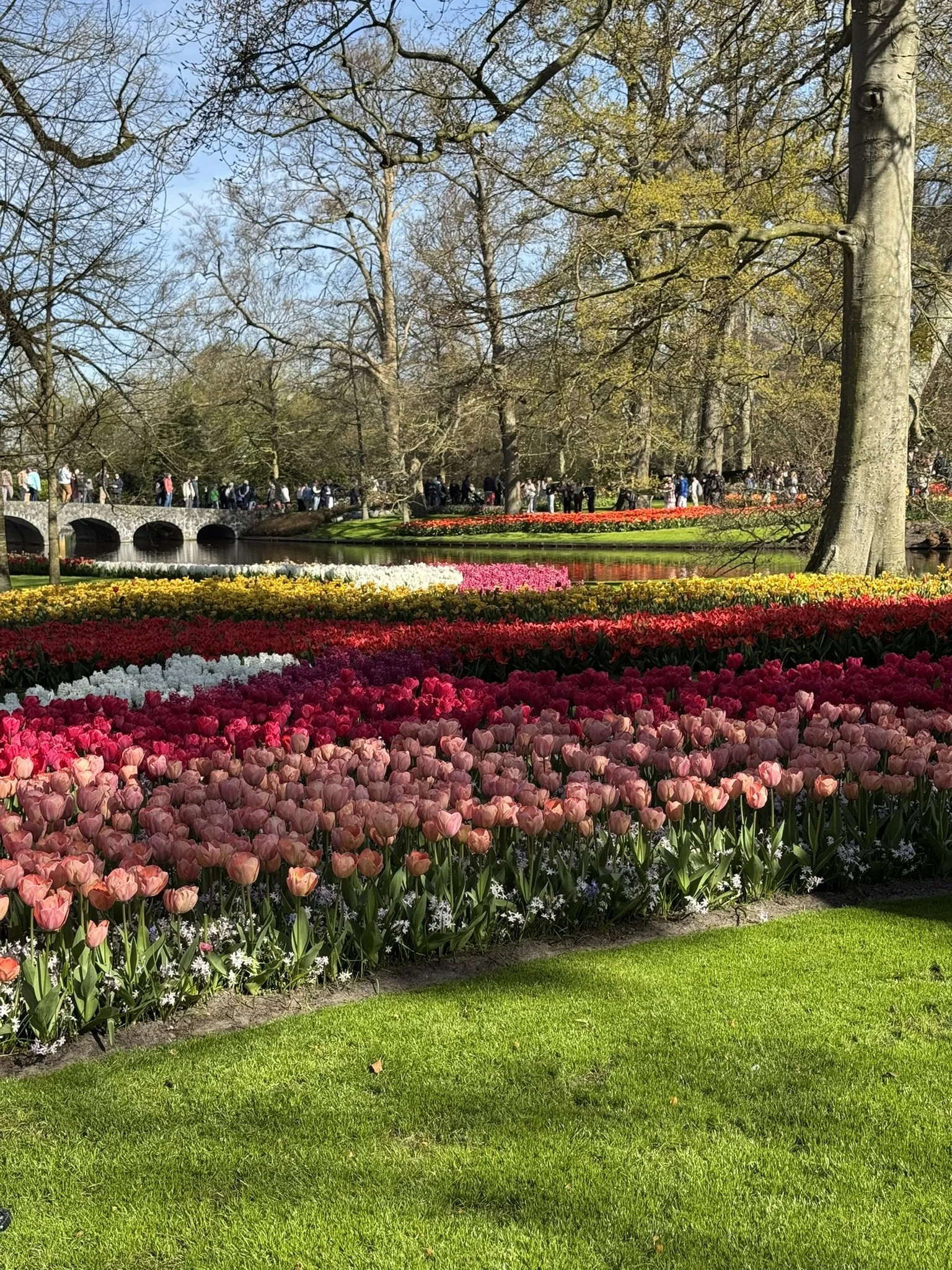 A large garden display with tall tree on the right and thousands of multi coloured tulips from pink in the foreground, to red, orange, white, yellow and pink further away and on the edge of a canal which has a low four arched bridge across it.