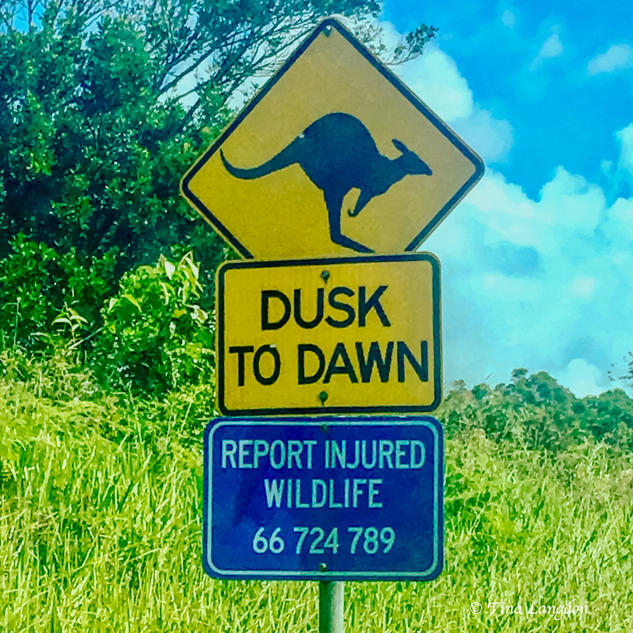 Yellow road sign warning with black kangaroo silhouette and word 'Dusk too dawn' underneath it