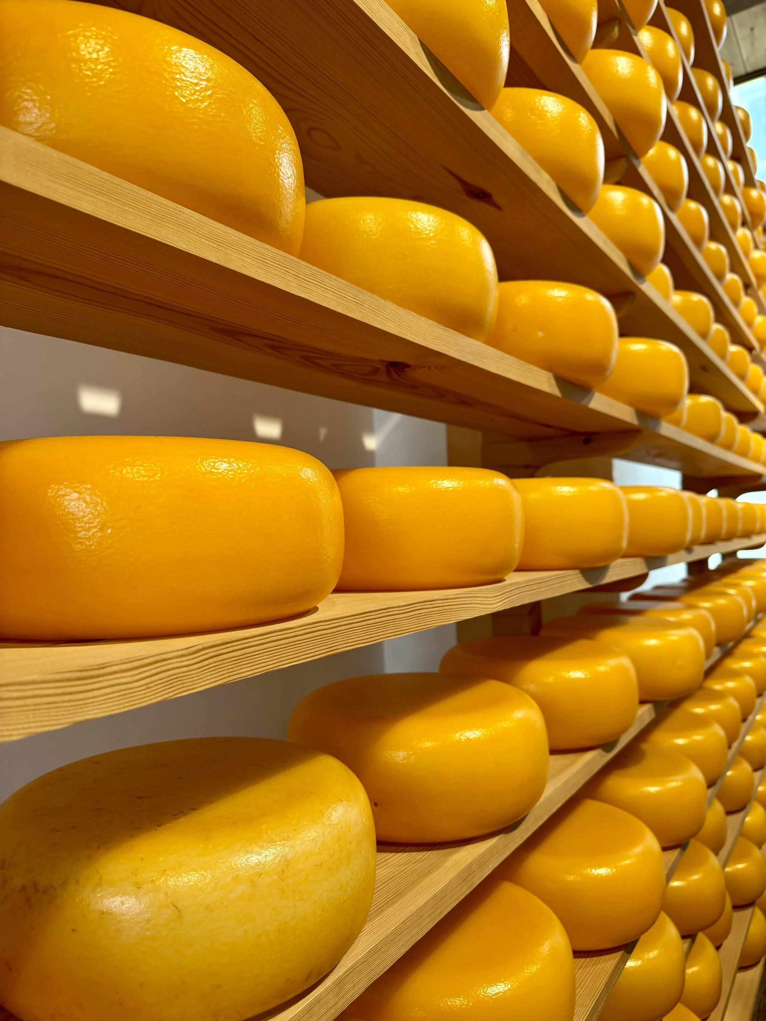 Multiple shelves line a wall and are stacked with dozens of bright yellow  Dutch Gouda wheels