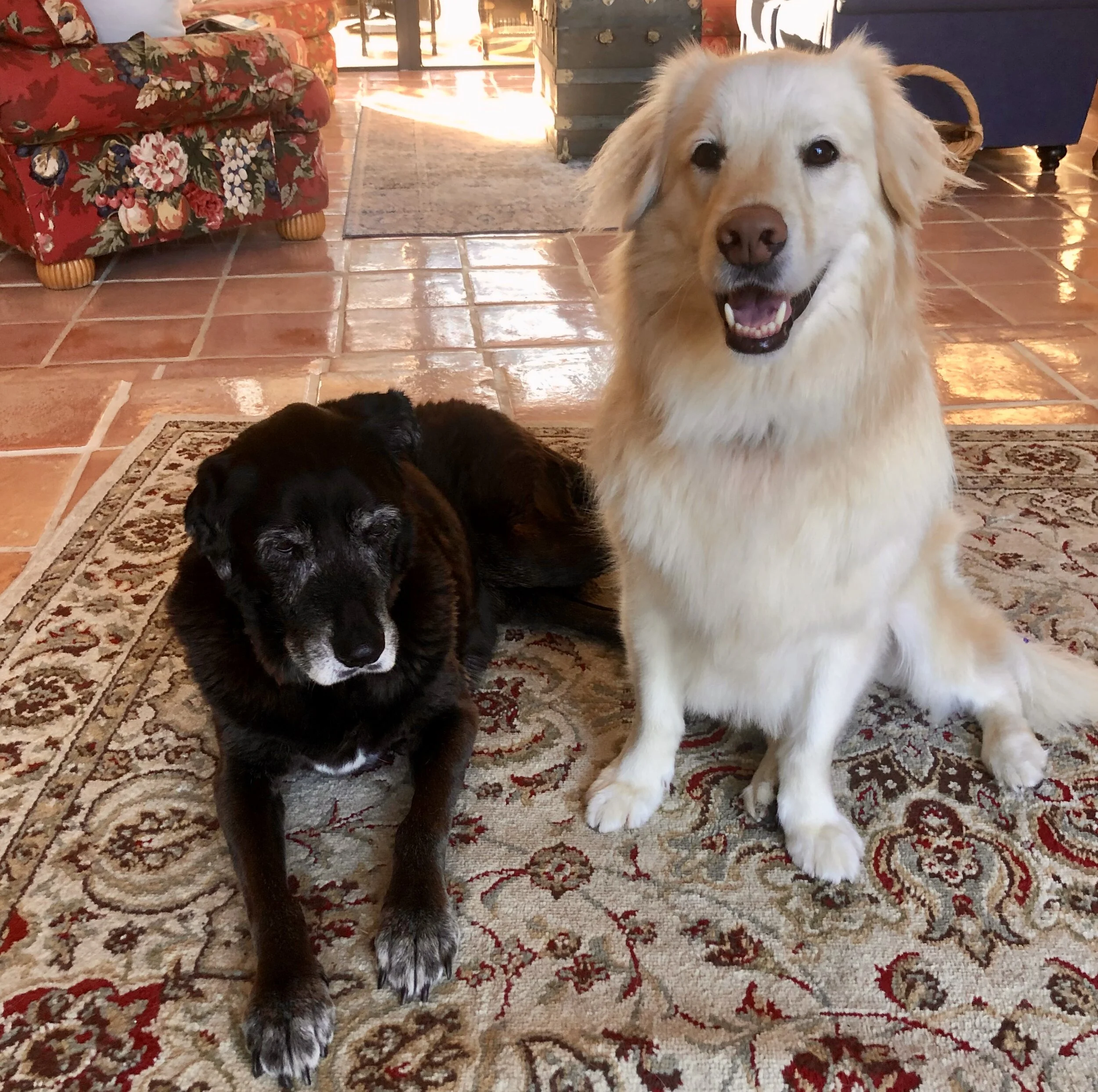 Getting good care while Mom & Dad are away.