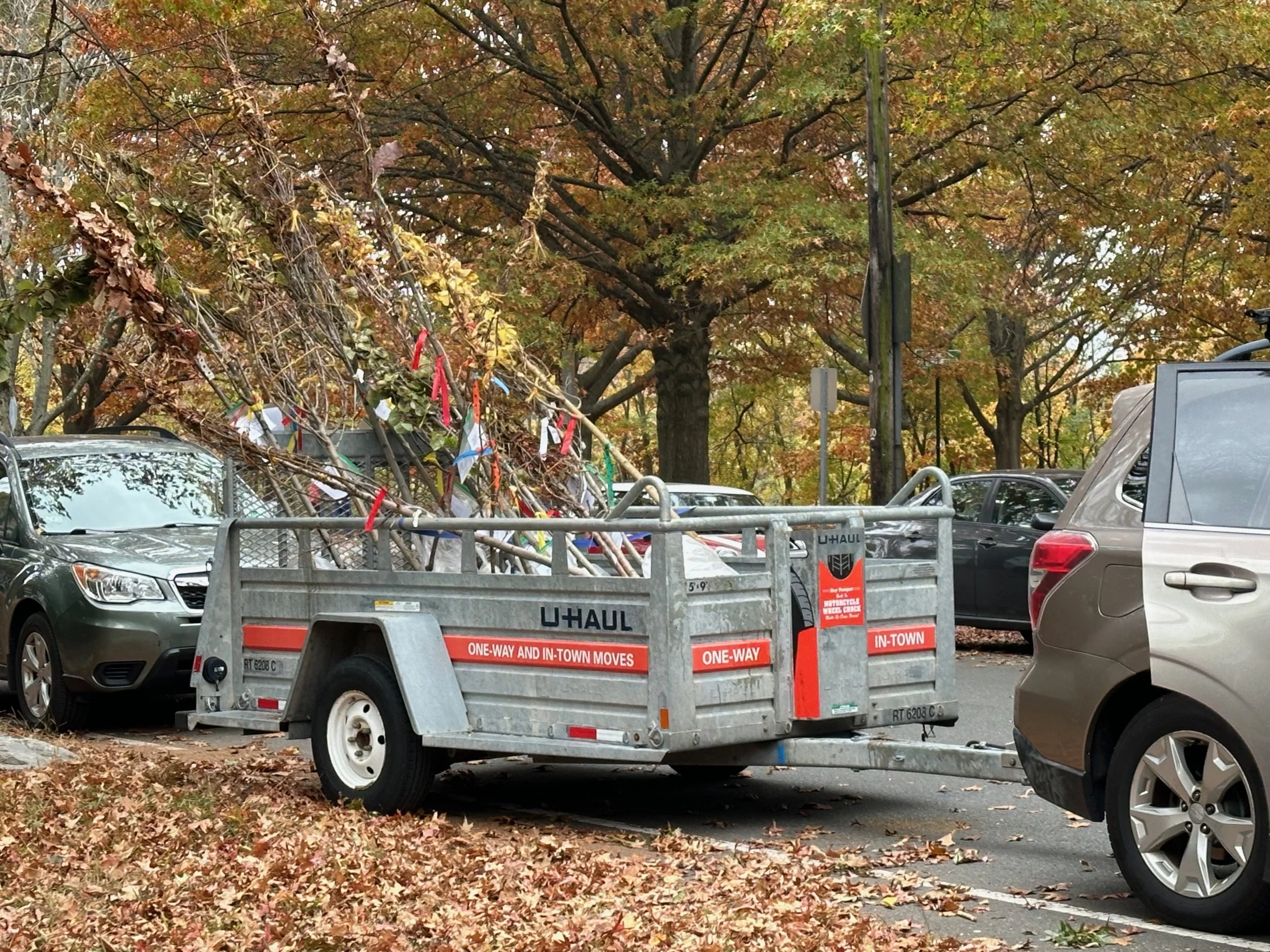 Pay for Tree Delivery