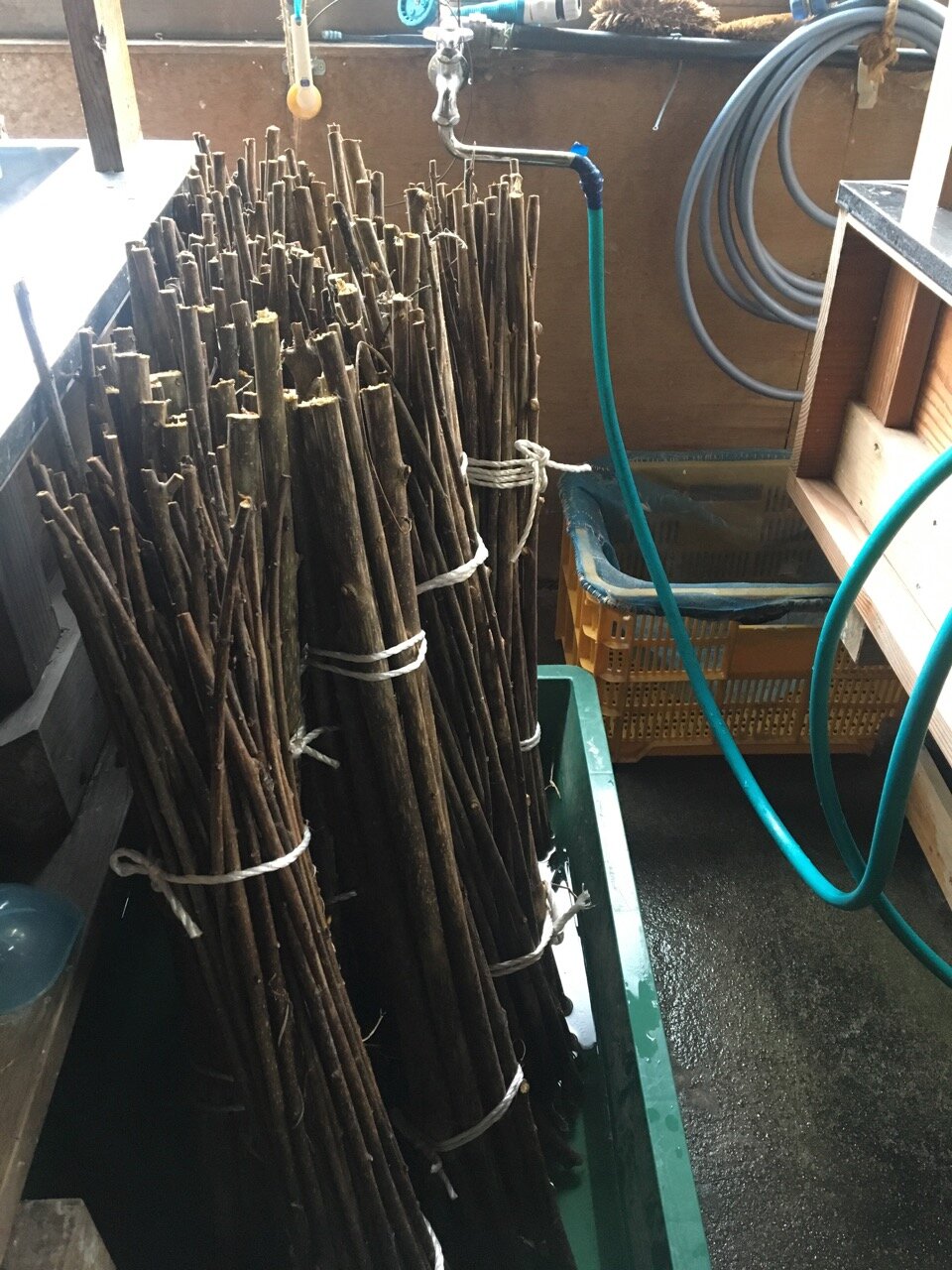 Kozo branches waiting to be processed