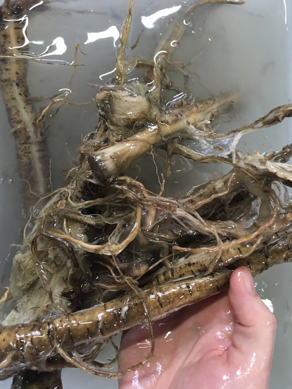 Neri root