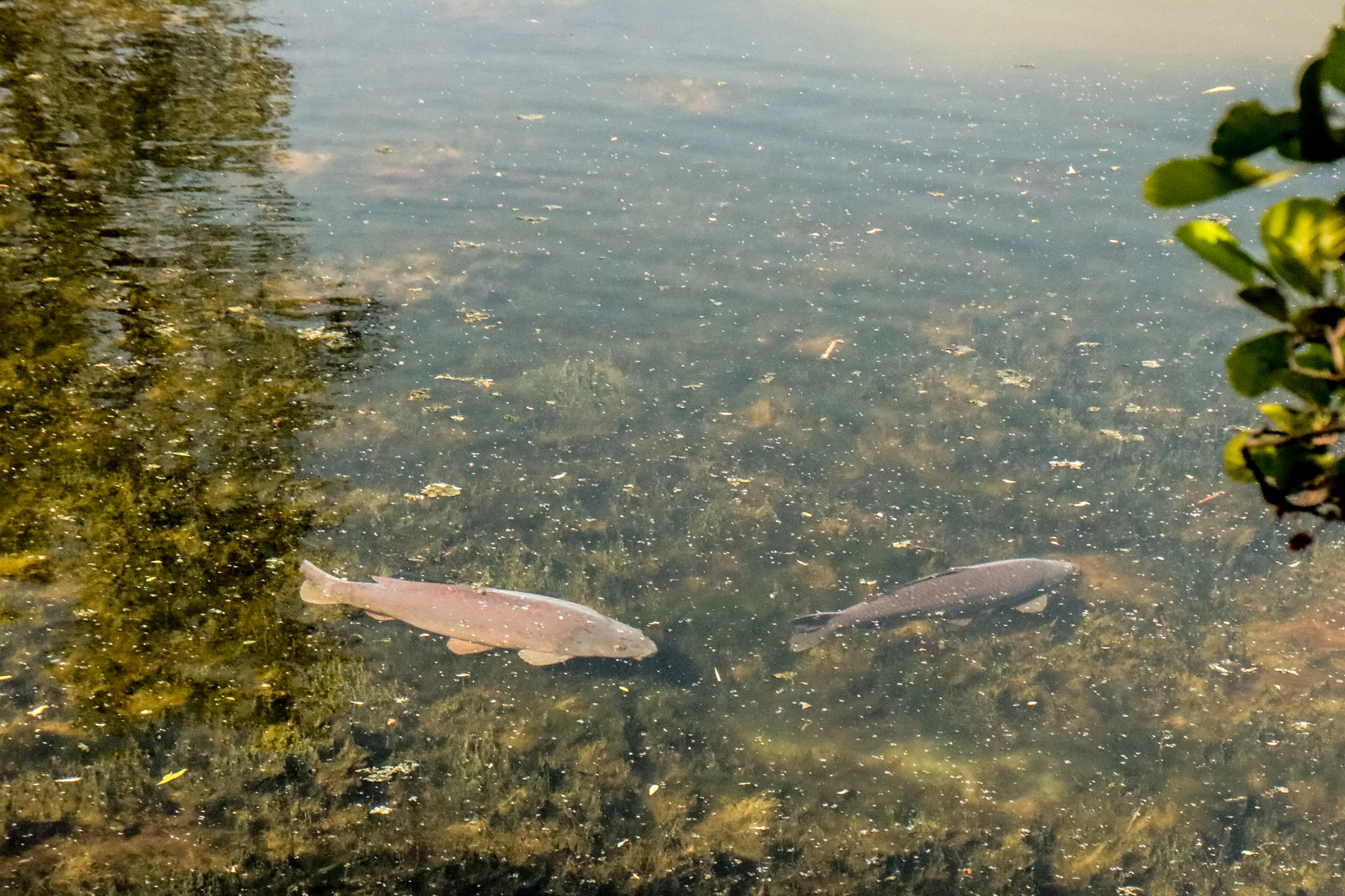 Carp-10-7.jpg