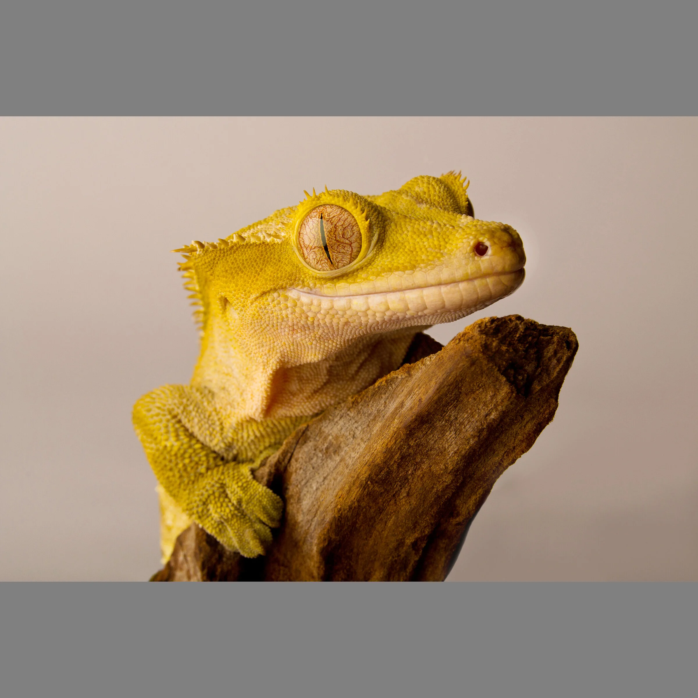 Apricot Gecko.jpg