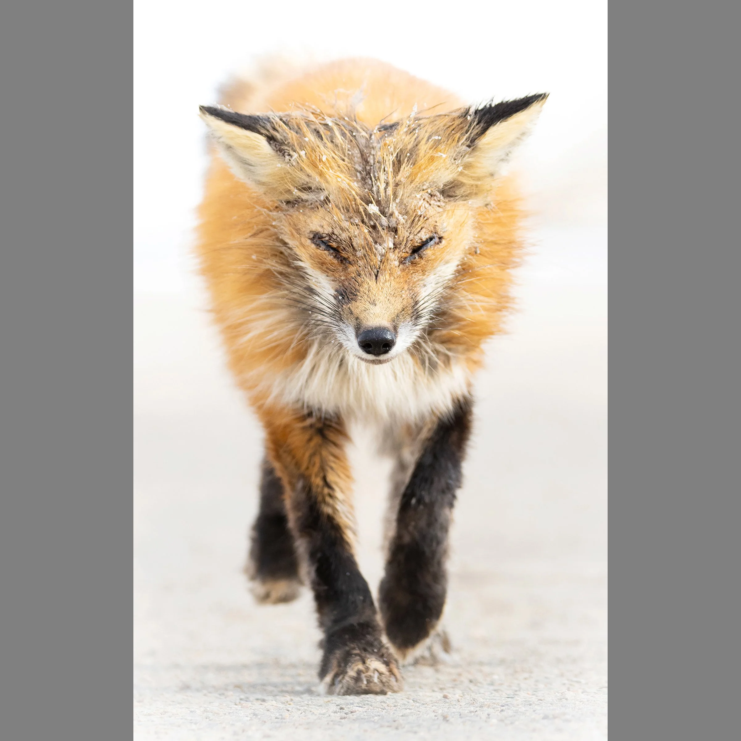 2nd Fox.jpg