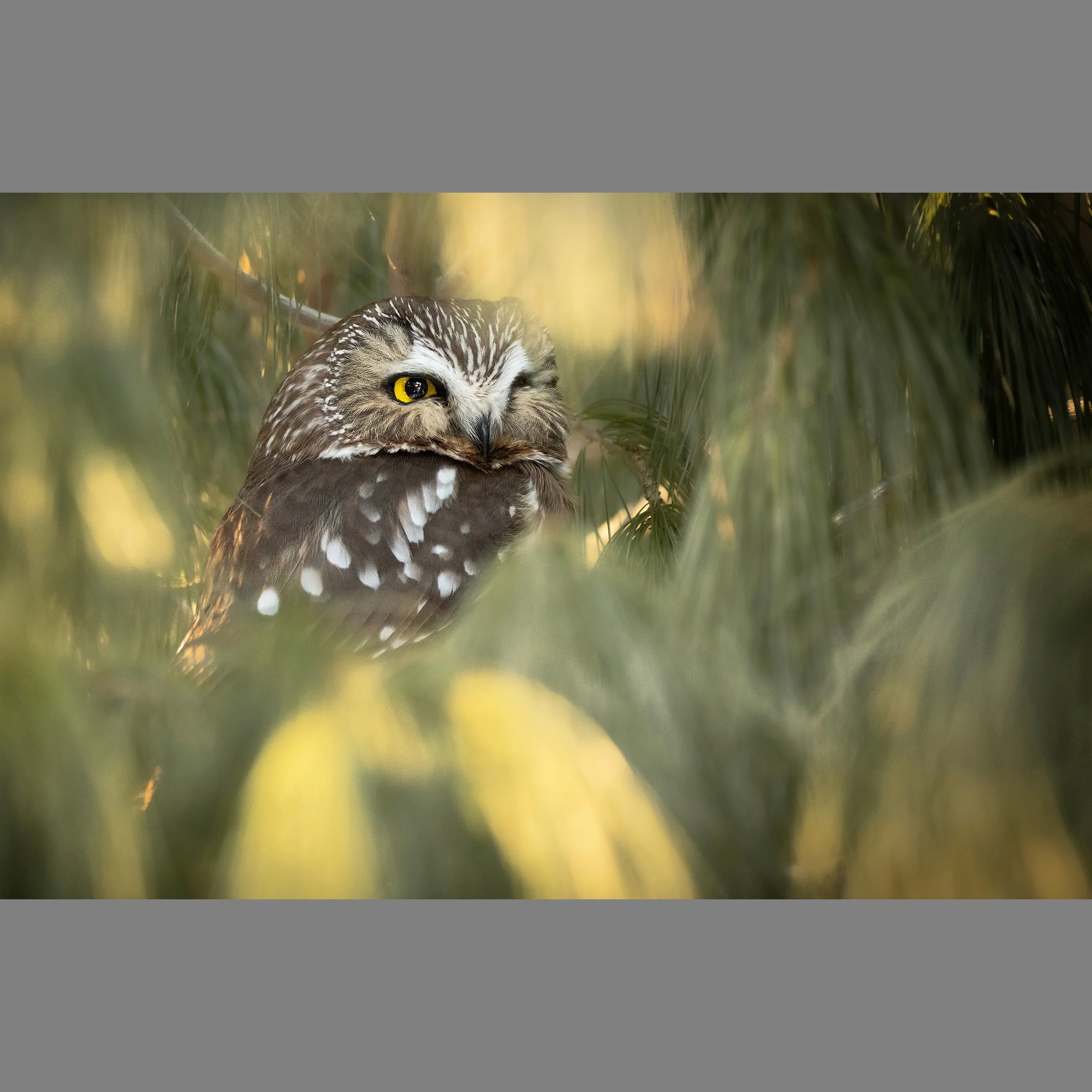 3rd SawWhetOwl.jpg
