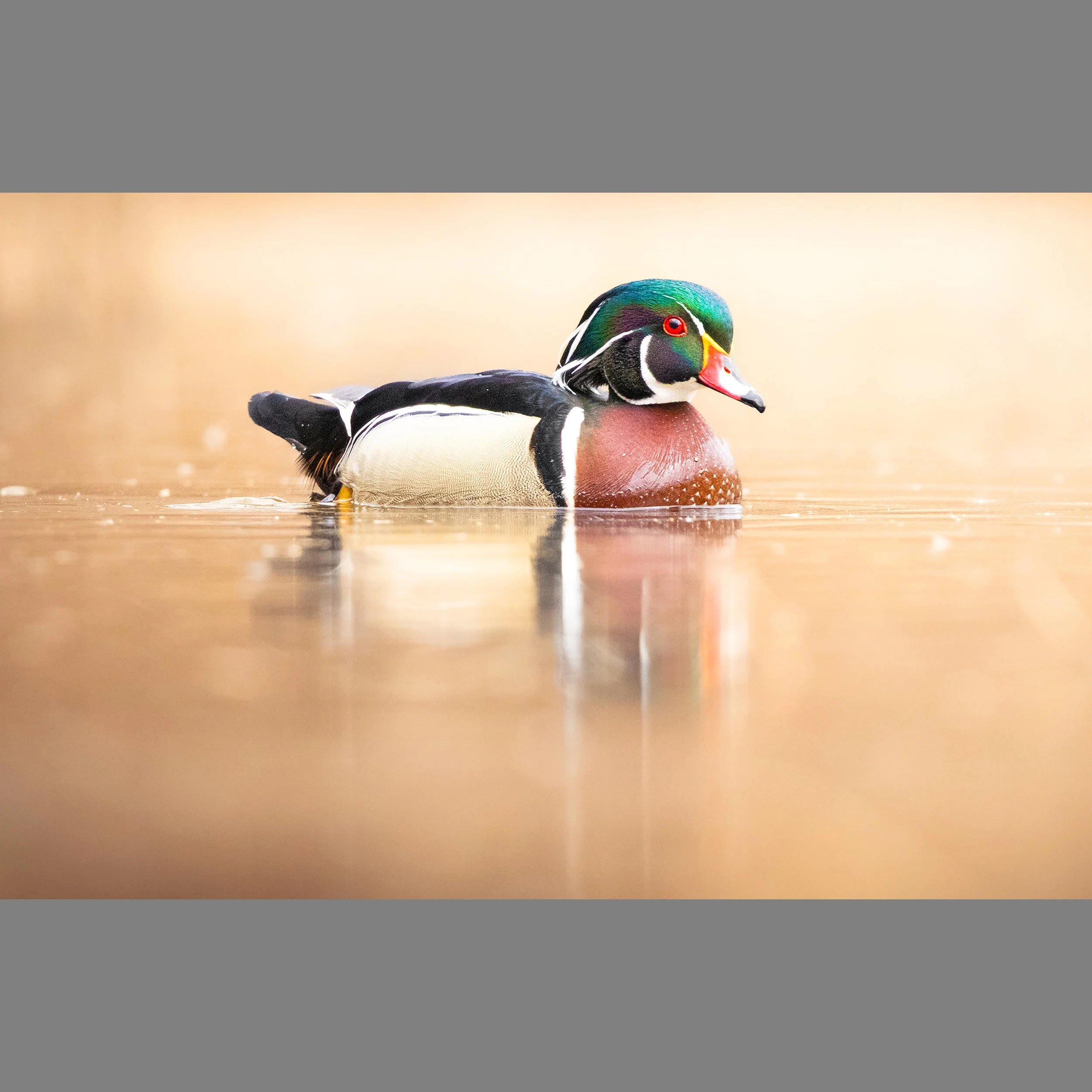 5th Woodduck.jpg