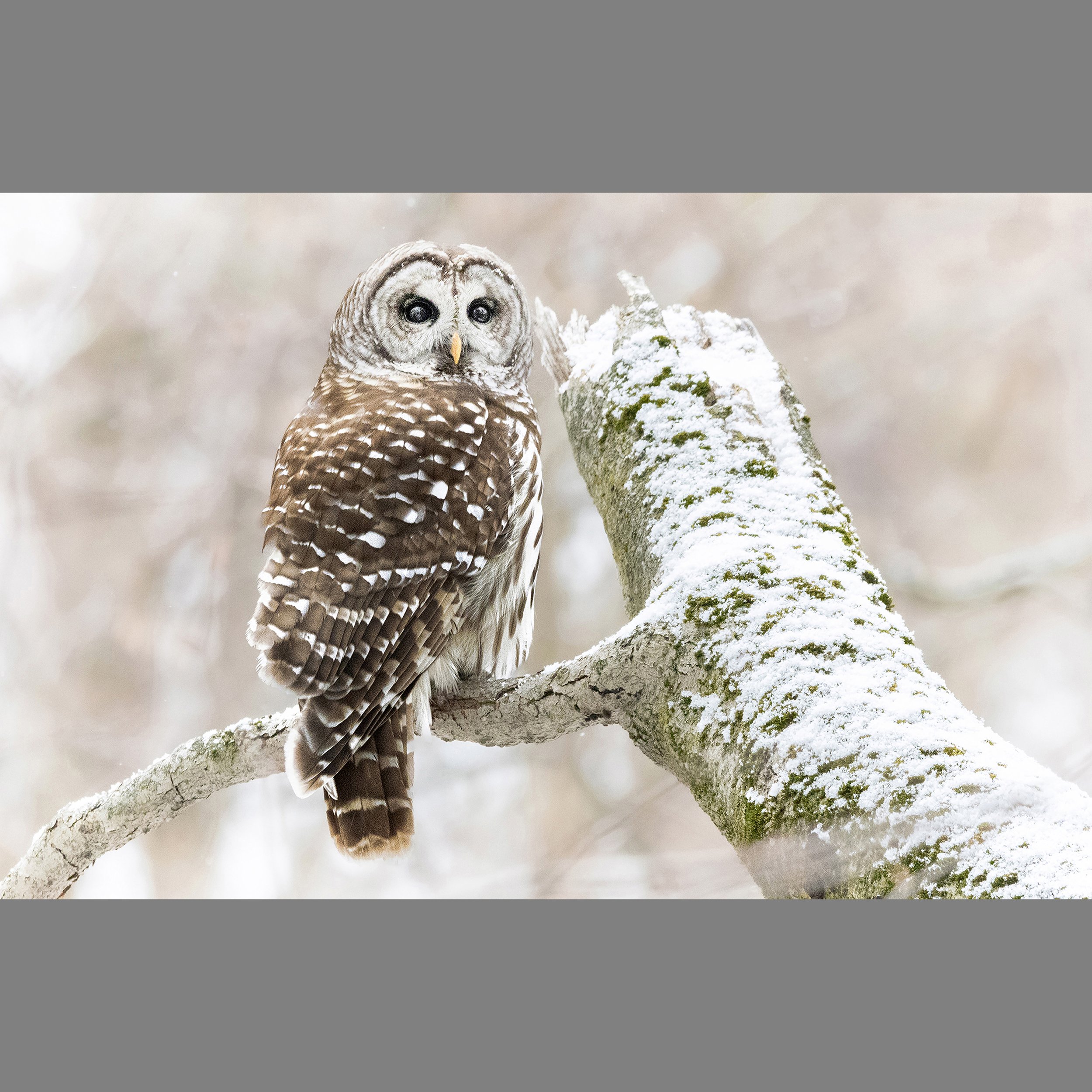 6th BarredOwl.jpg