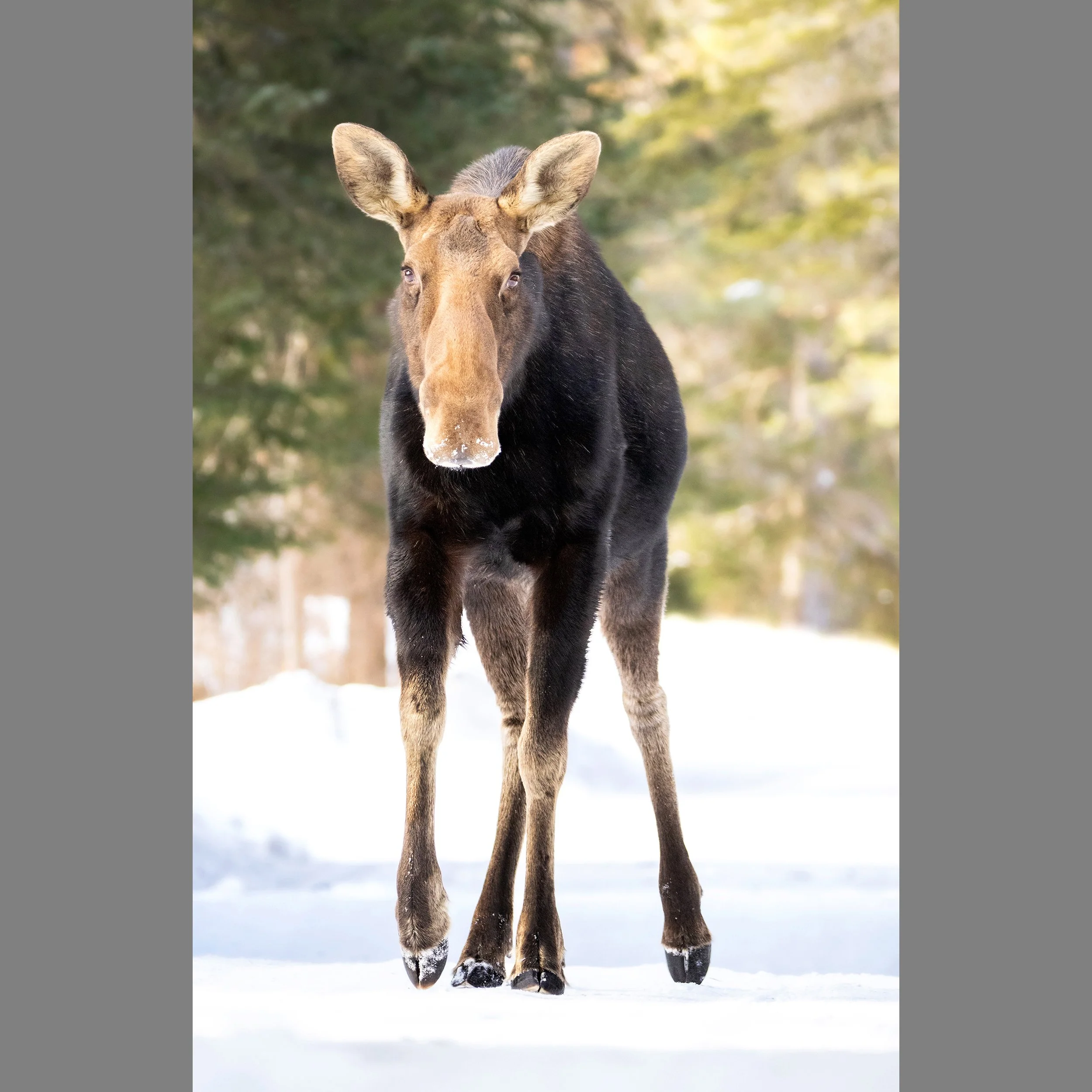 7th Moose.jpg