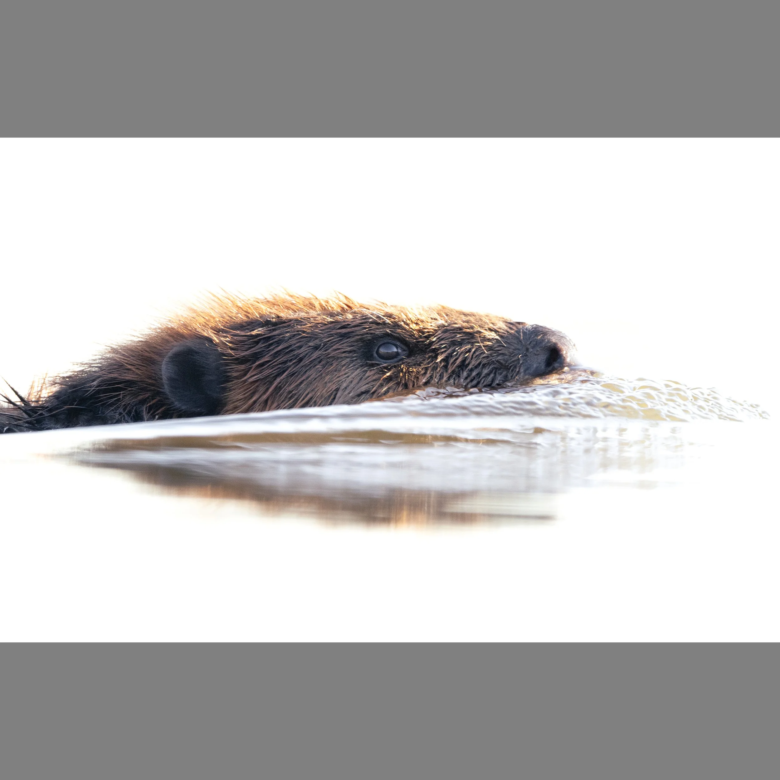 8th Beaver.jpg