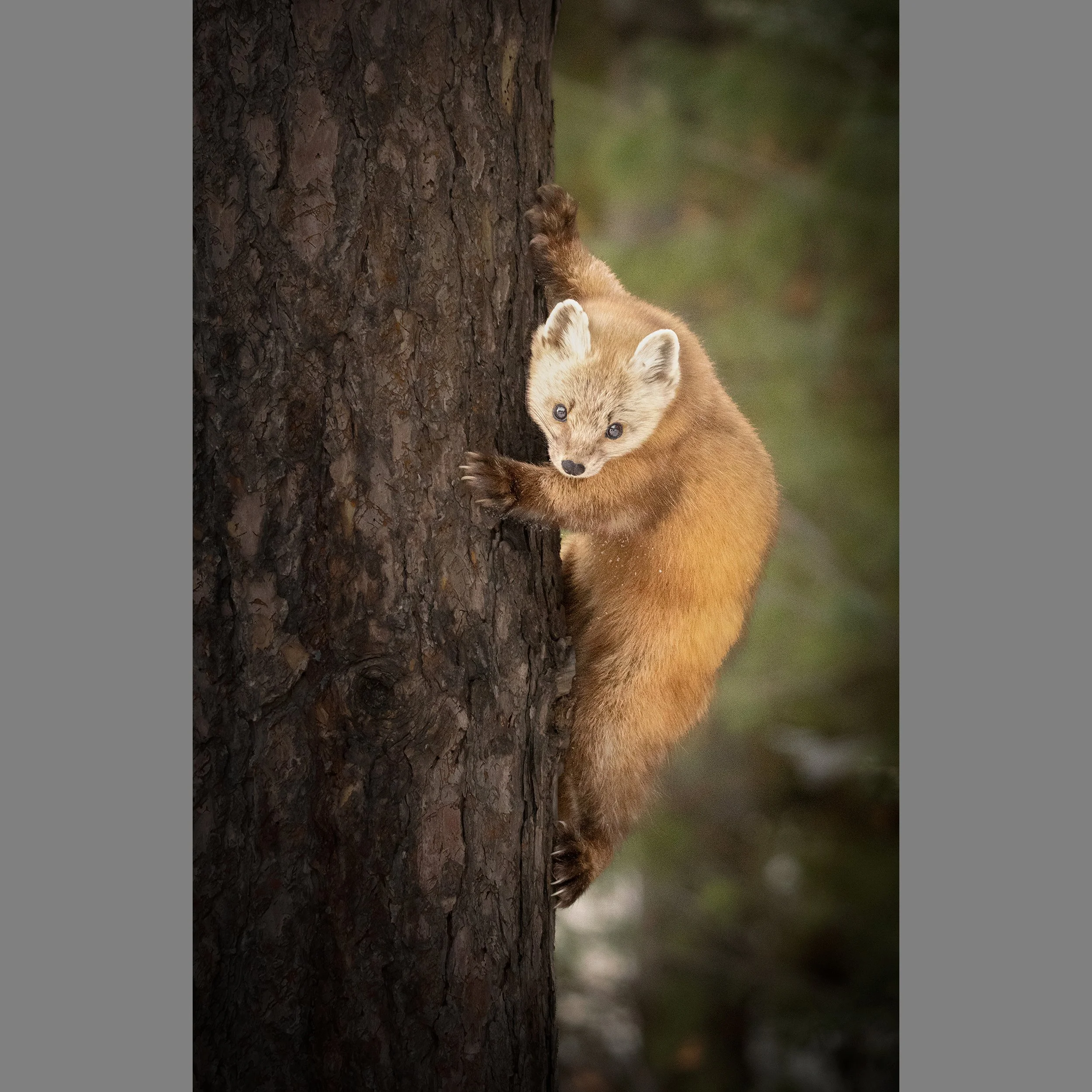 9th Marten.jpg