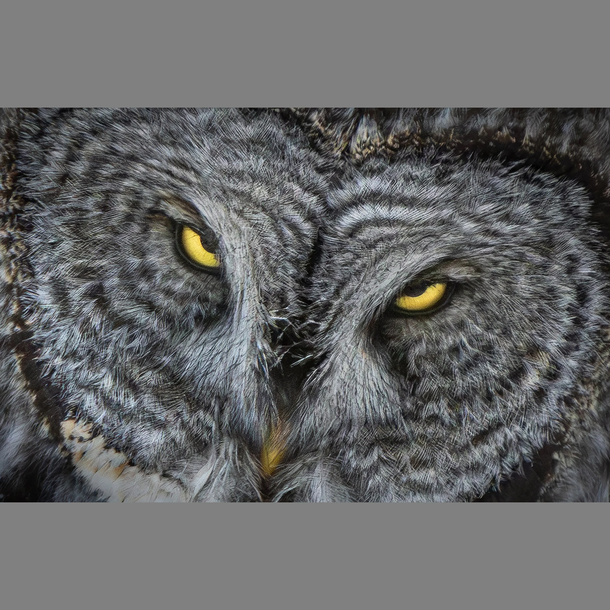 10th GreatGreyOwl.jpg