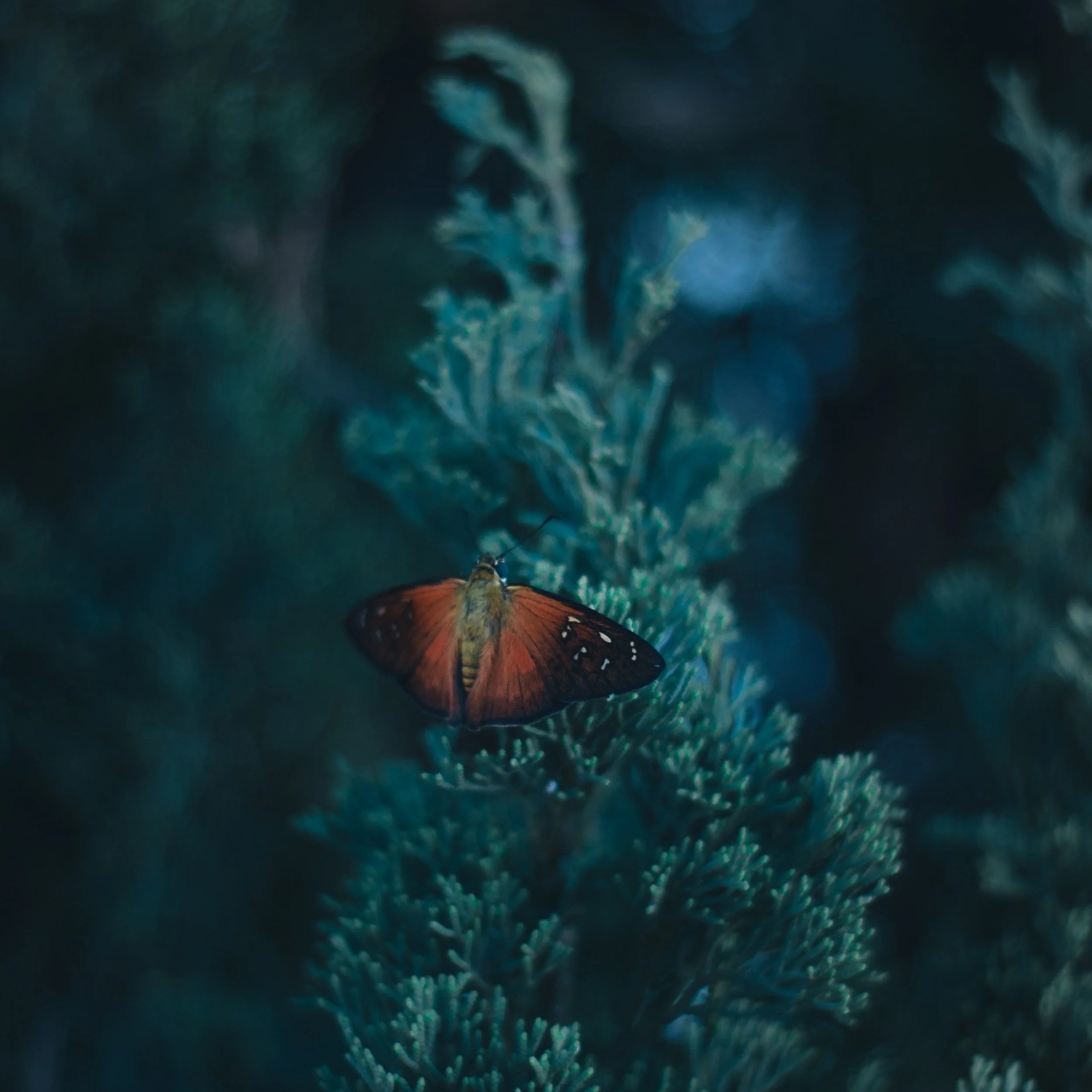 pexels-wilker-lauriano-12012954.jpg