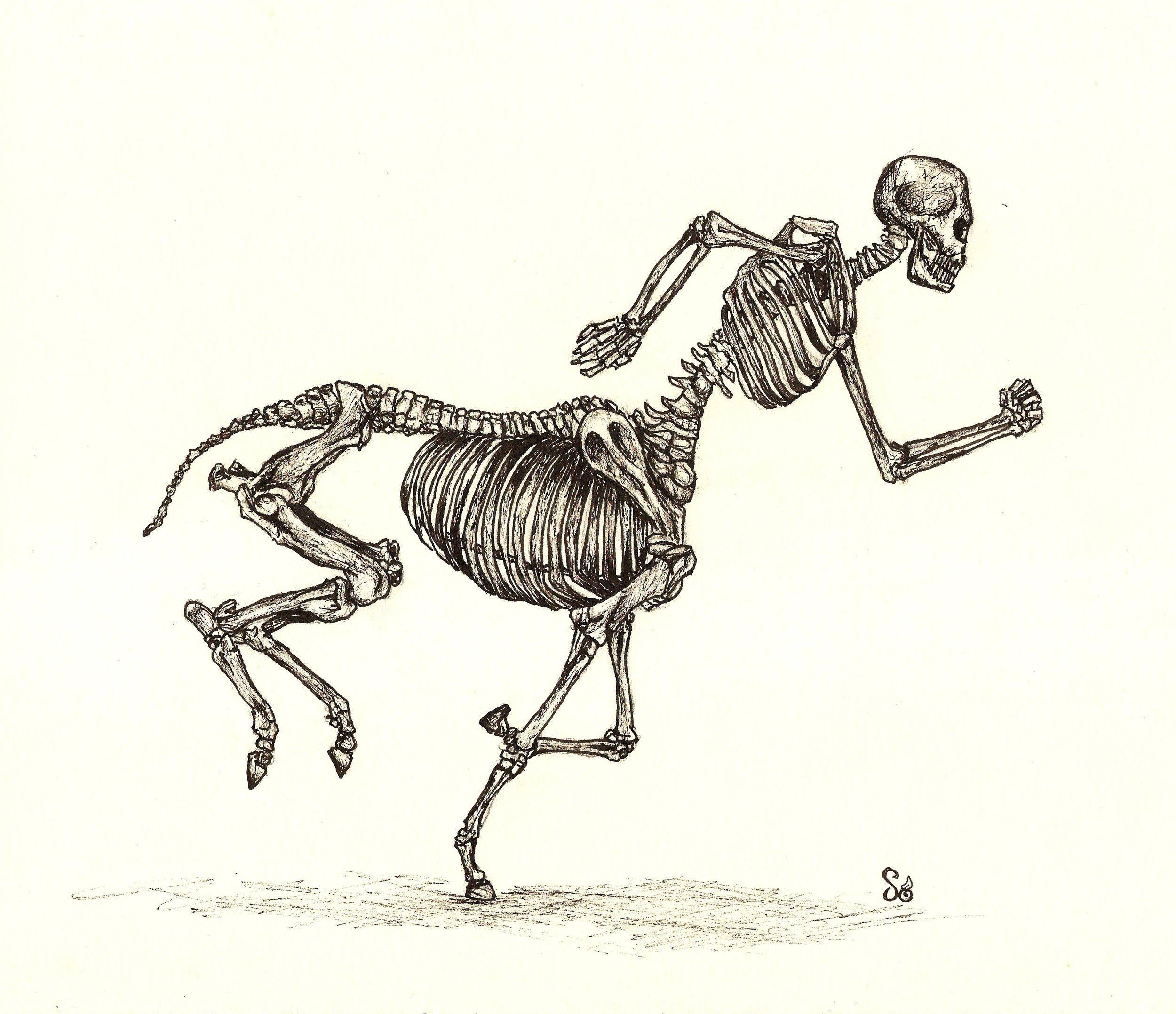 Centaur Skeleton.jpg