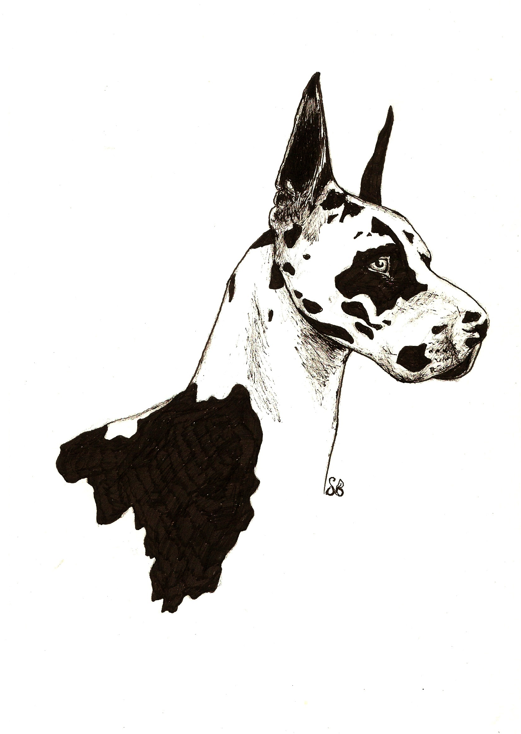 Harlequin Great Dane.jpg