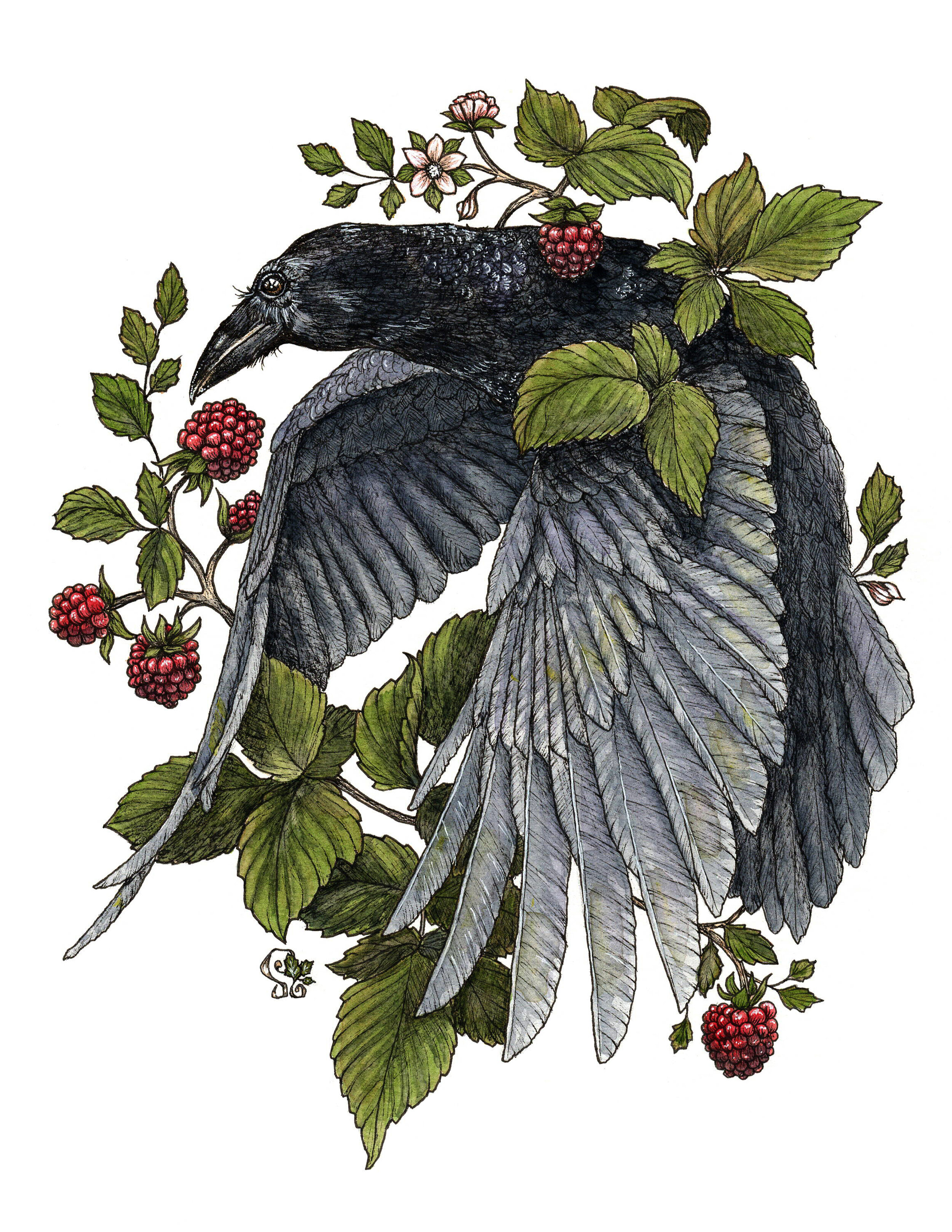 Raven Rasberries Logo.jpg