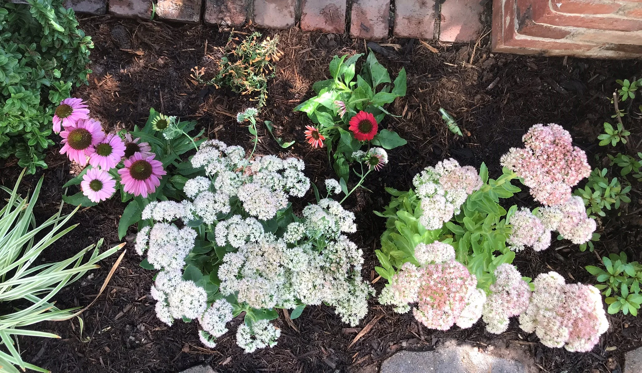 Seedum and Echinacea Rotated Cropped.jpeg