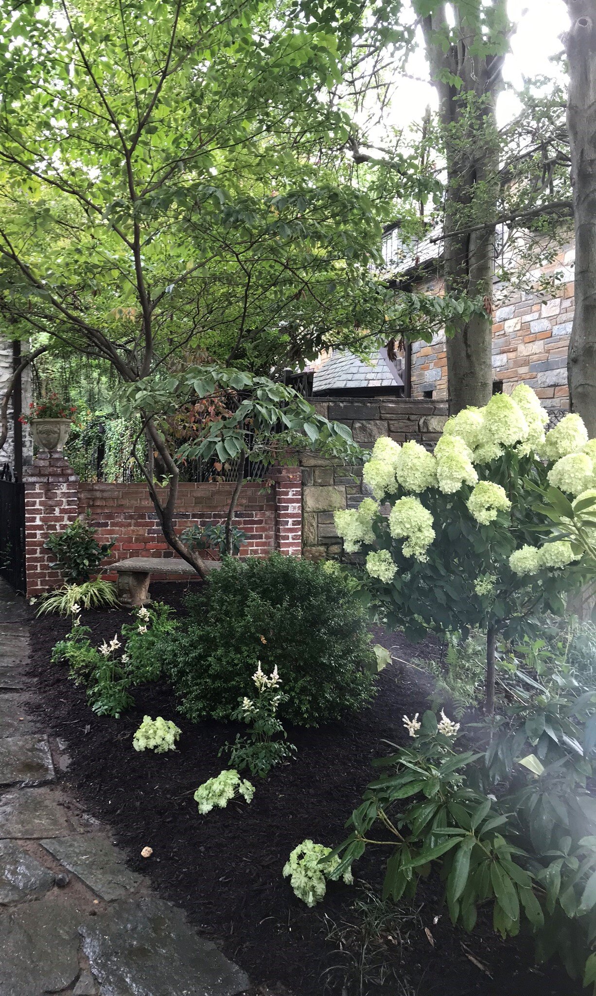 Hydrangea tree edited.JPEG