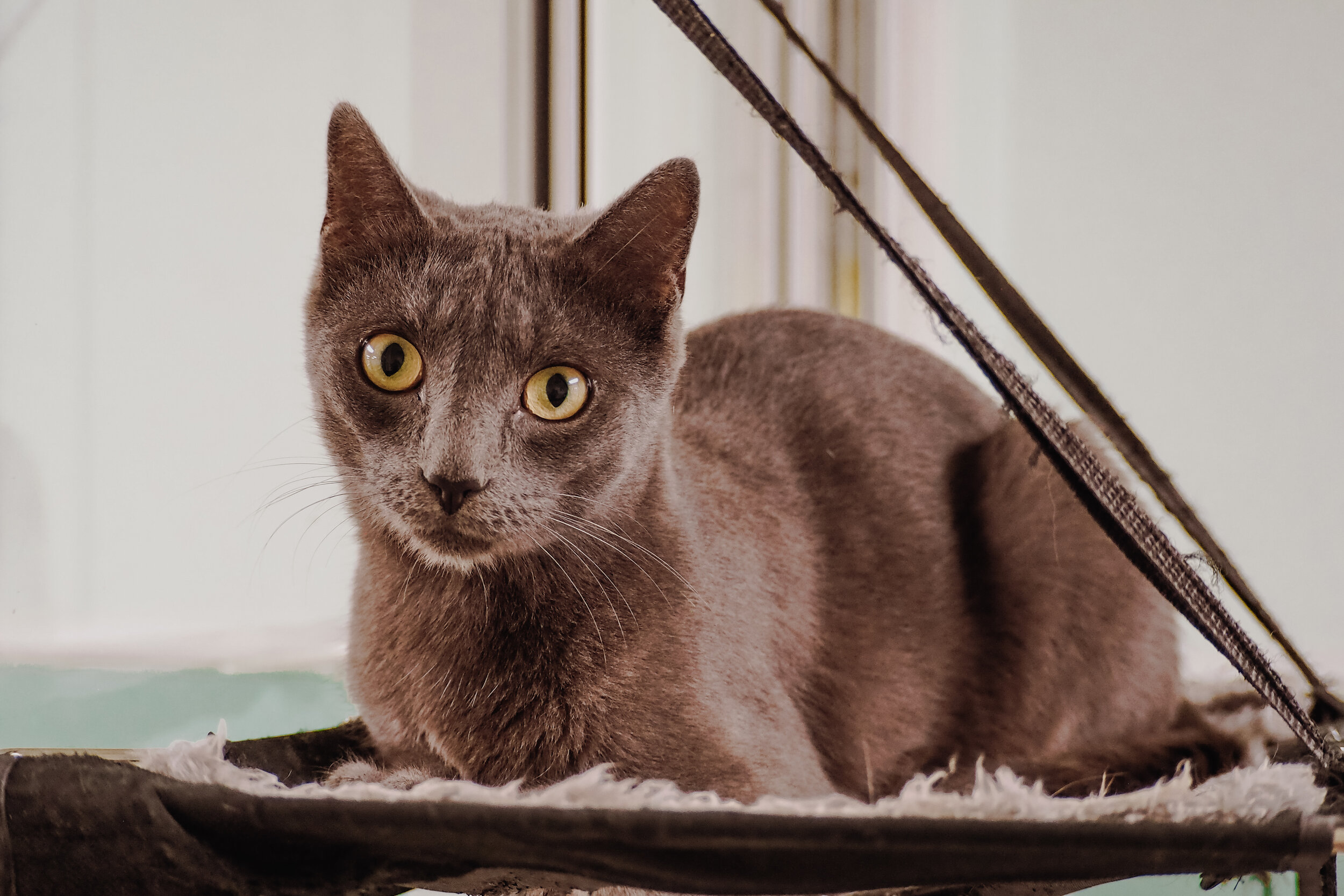  Check out our adoptable cats!    Learn More   
