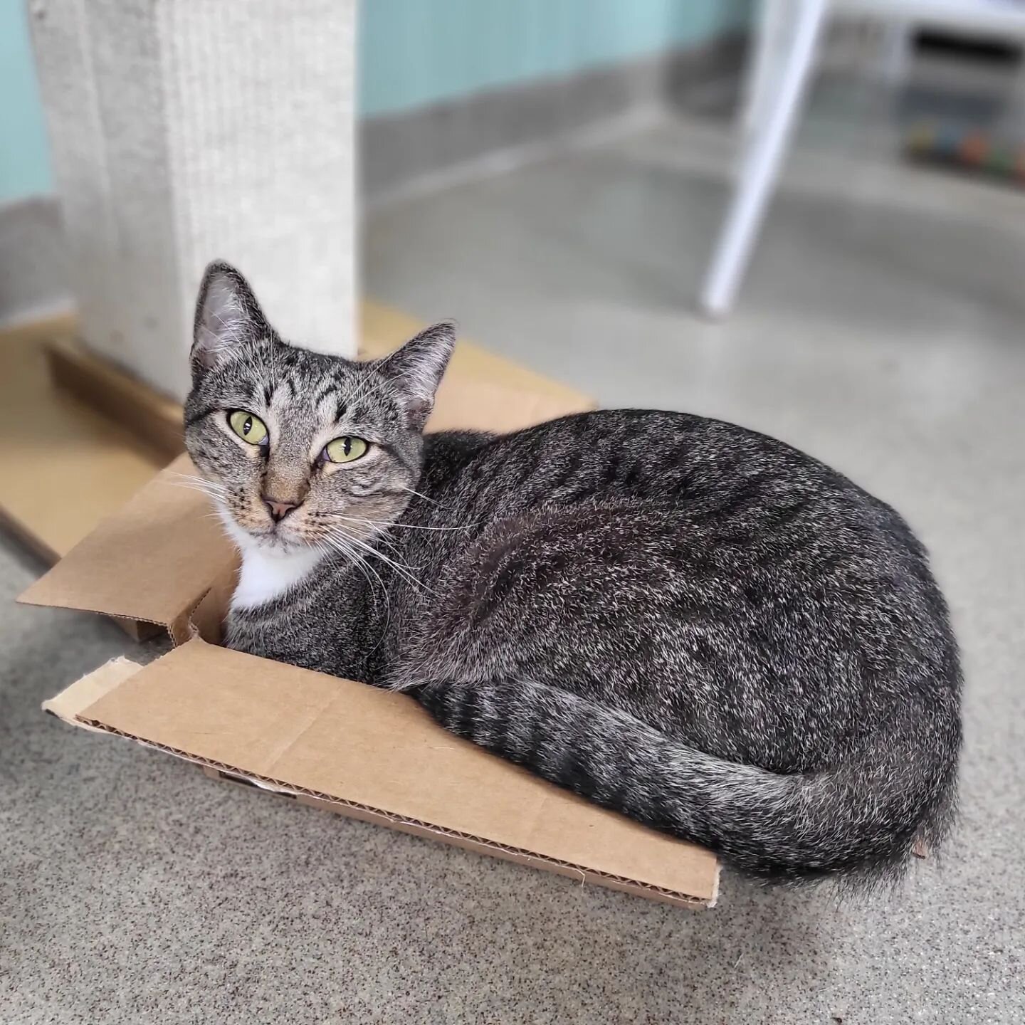 &quot;If I fits, I sits&quot; 😂

 😺 📦 

#catsofinstagram #cats_of_instagram 
#sillycats