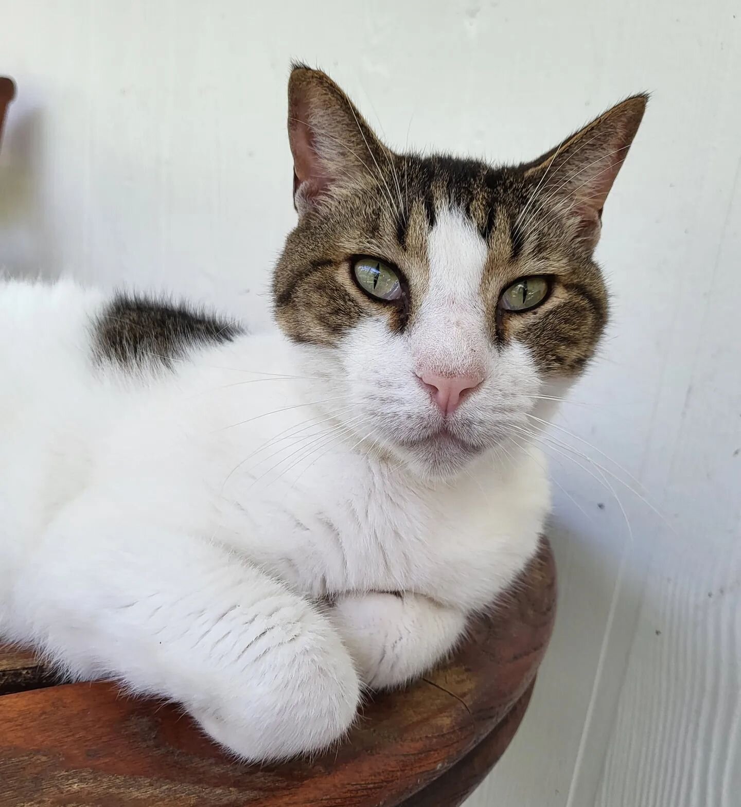 Duke is August's ORCAT of the Month! 

Duke is an older 9 year old neutered male who still acts just like a kitten. He is extremely playful and affectionate. He is always demanding your attention, in a good way! He loves being pet and loves playing w