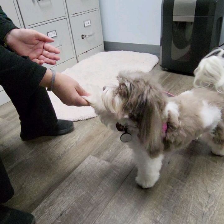 Rosie had the best time hanging out with the Grayvik staff after her grooming appointment with @keila.palmer. Isn't she adorable?! 🥰🐶

#tgif #dogstagram #dogsofinstagram