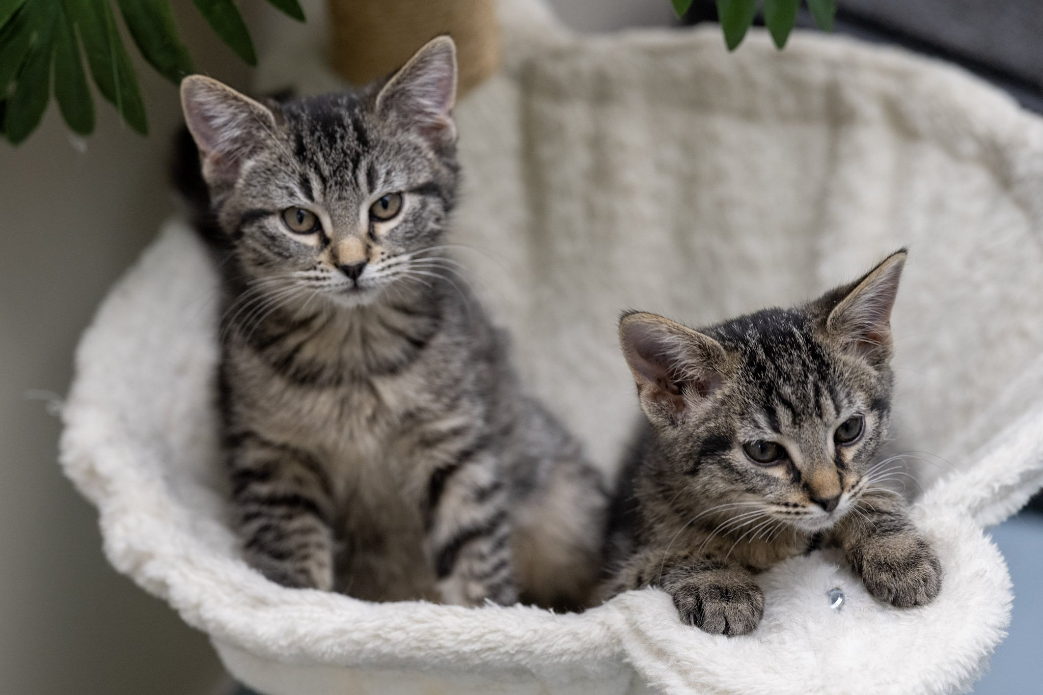 Poppy & Petunia_Female.jpeg