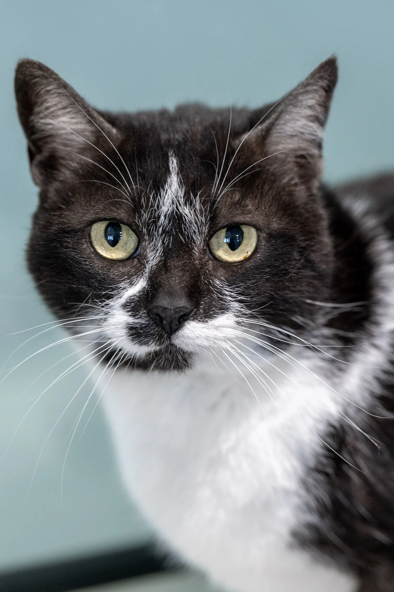 Pepper Ann_Female.jpeg