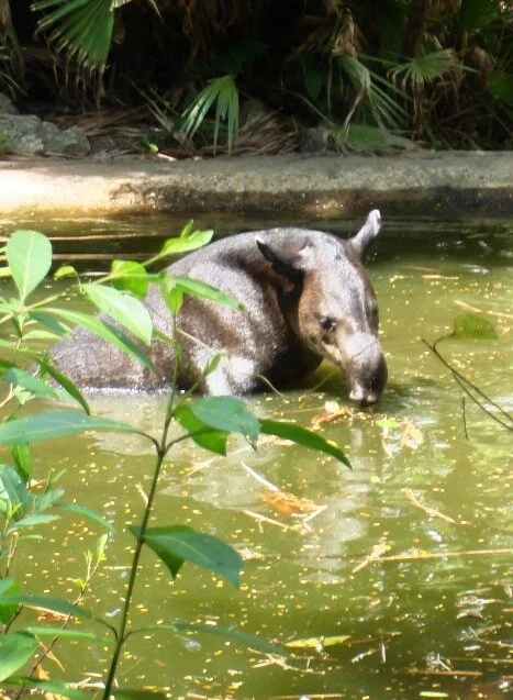 Tapir.JPG