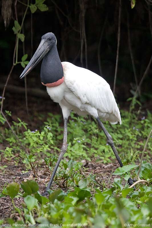 Jabiru Stork.jpg