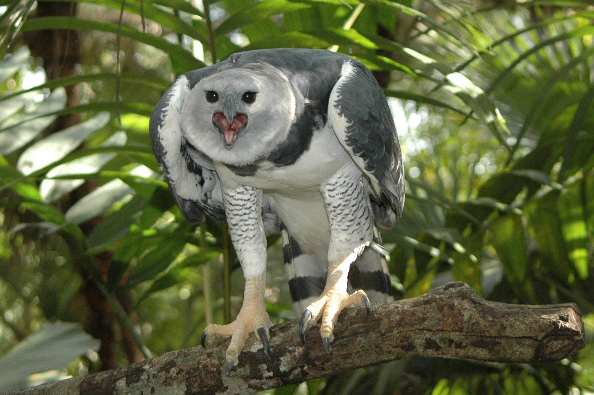 Harpy Eagle.jpg
