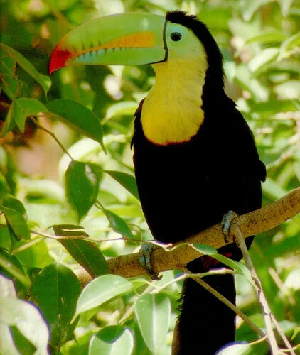 keel billed toucan.jpg