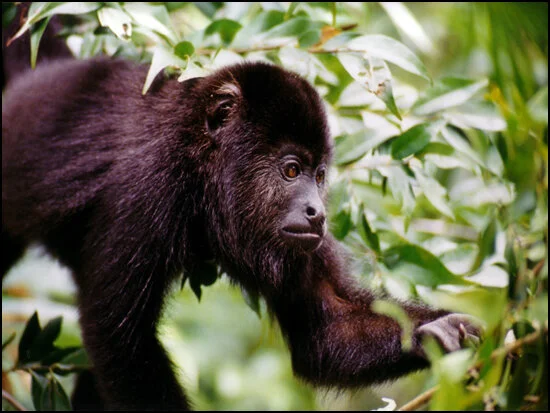 Black Howler Monkey (2).jpg