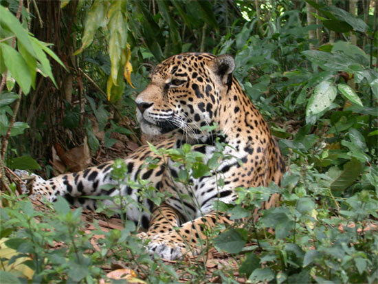 Jaguar.jpg