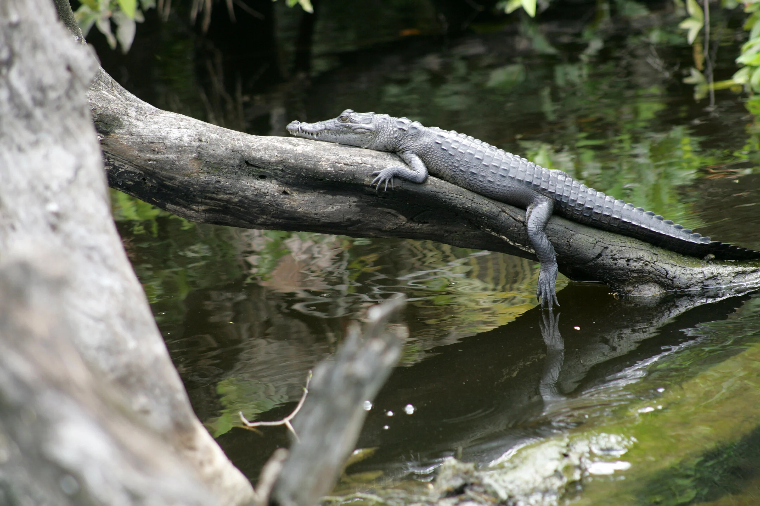 Morlet's Crocodile.jpg