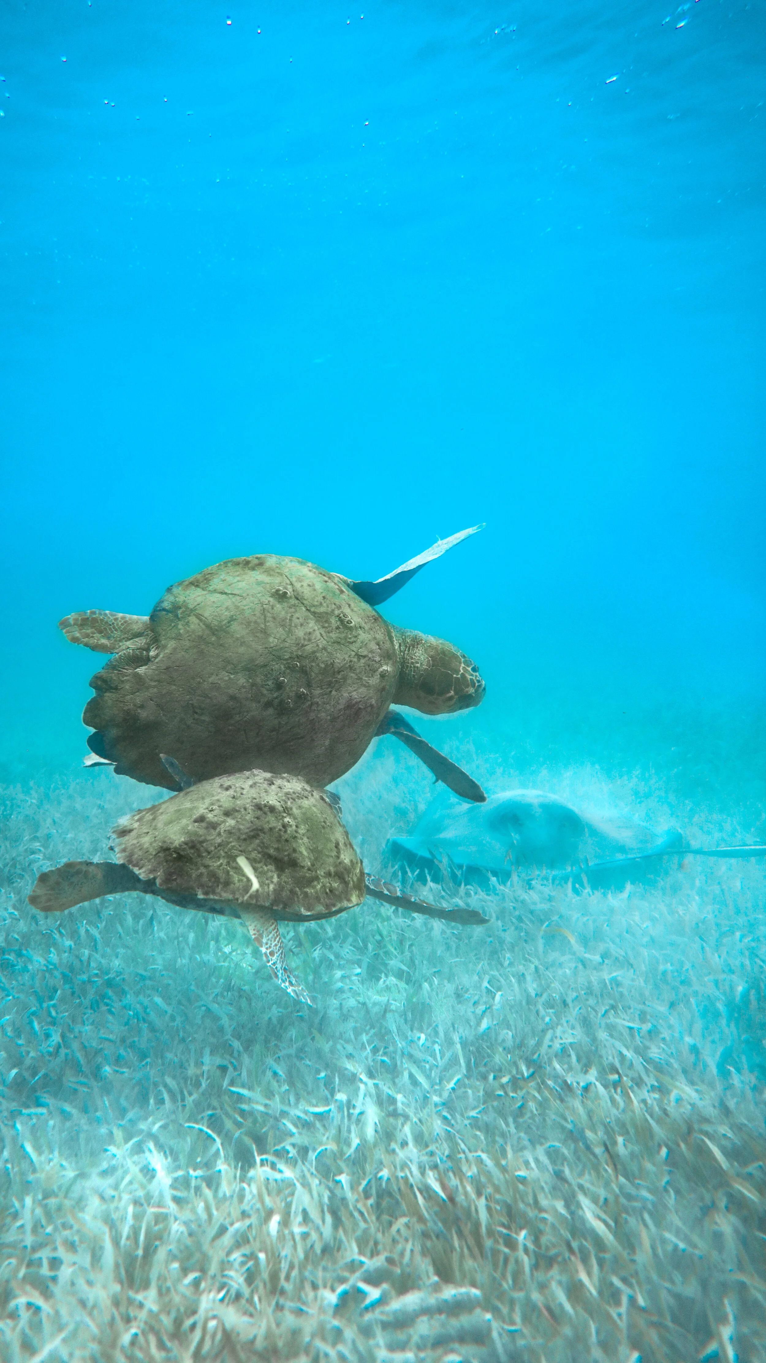 ranguana turtle snorkel.jpg