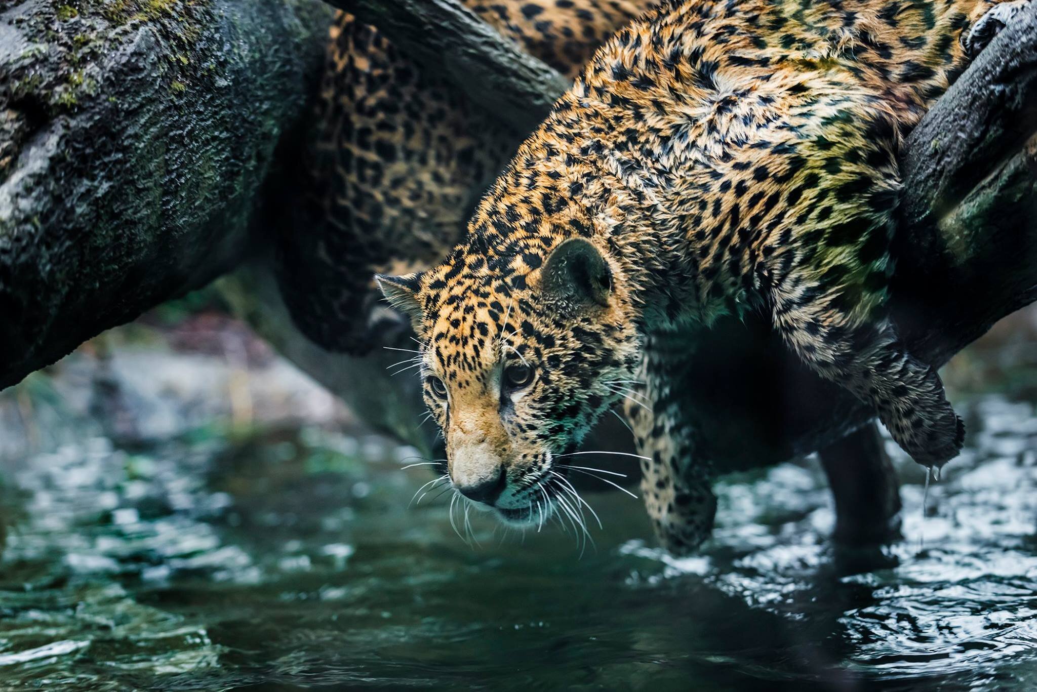 jaguar.jpg