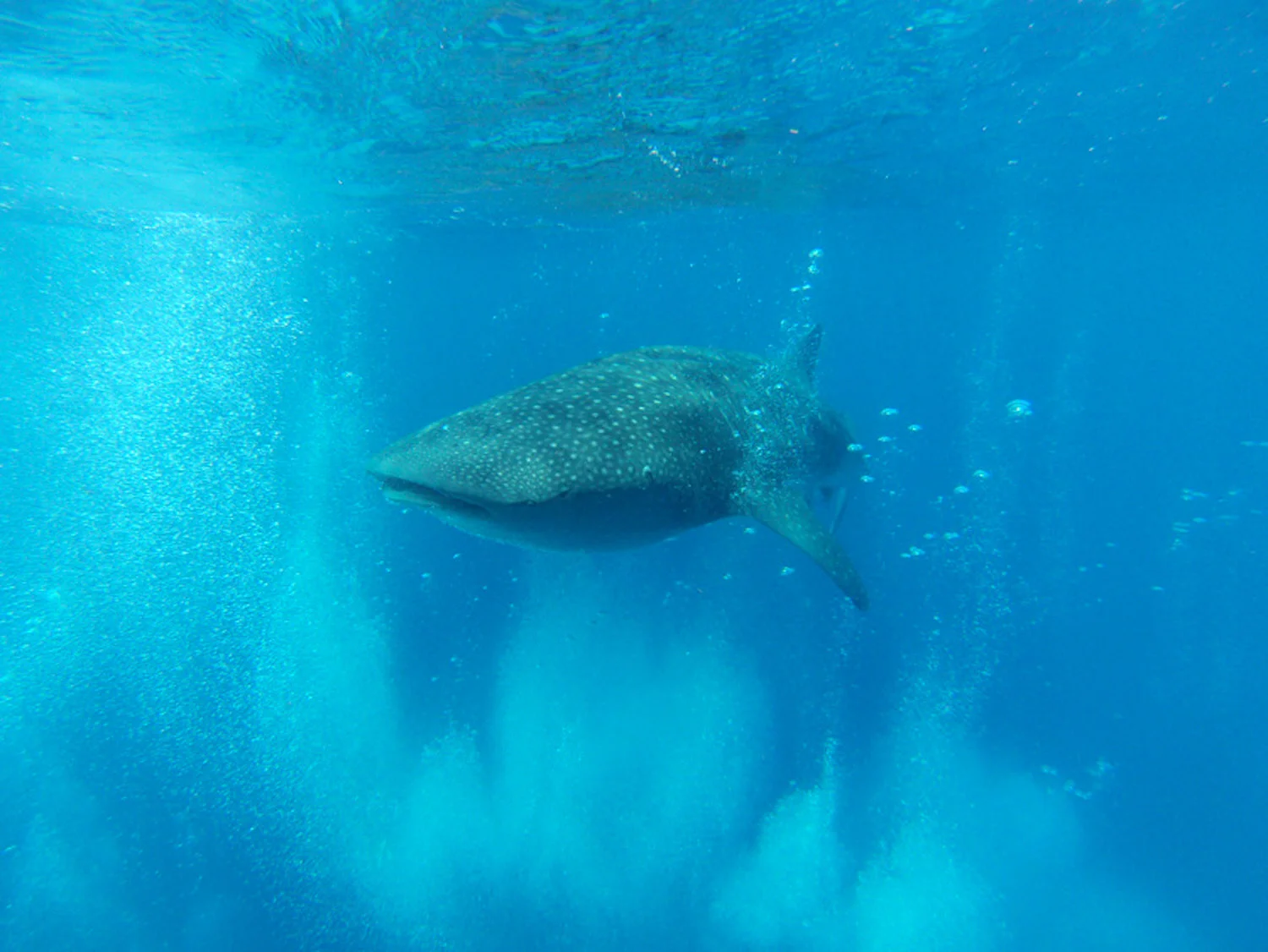 whaleshark(DT).jpg