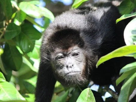 Cayo Zoo- Pic 2.jpg