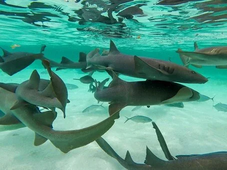 AC Caulker Shark Ray Pic 2.png