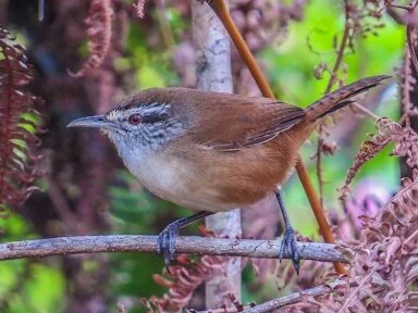 Cayo Birding at Mountain Pineridge- Pic 1.png